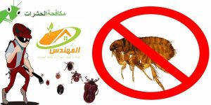 شركة مكافحة حشرات بالجبيل